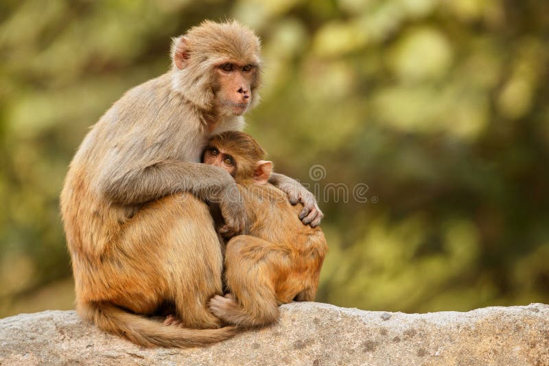Ο ρήσος μακάκος Macaque στον τοίχο με το όμορφο μουτζουρωμένο υπόβαθρο στοκ φωτογραφίες Ο ρήσος μακάκος Macaque στον τοίχο με το όμορφο μουτζουρωμένο υπόβαθρο στοκ φωτογραφίες
