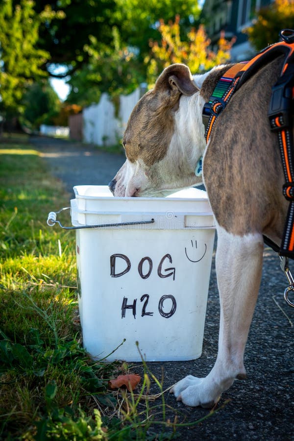 Thirsty Dog Stops on walk for a drink of water from a bucket marked Dog H2O. Thirsty Dog Stops on walk for a drink of water from a bucket marked Dog H2O