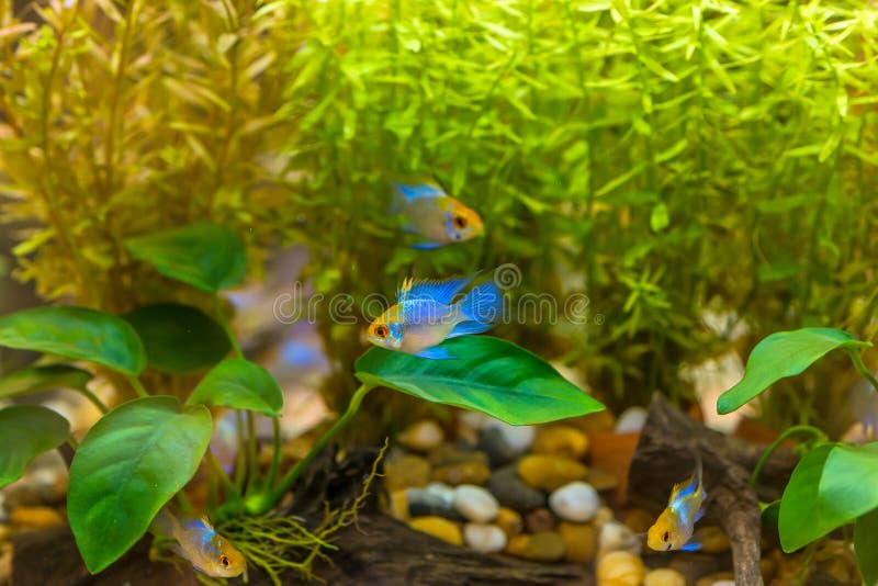 Ο σύντομος κριός σωμάτων cichlid ή η νάνα πεταλούδα ψαριών ενυδρείων ramirezi Mikrogeophagus cichlid στα ψάρια τοποθετεί σε δεξαμ στοκ φωτογραφία με δικαίωμα ελεύθερης χρήσης Ο σύντομος κριός σωμάτων cichlid ή η νάνα πεταλούδα ψαριών ενυδρείων ramirezi Mikrogeophagus cichlid στα ψάρια τοποθετεί σε δεξαμ στοκ φωτογραφία με δικαίωμα ελεύθερης χρήσης