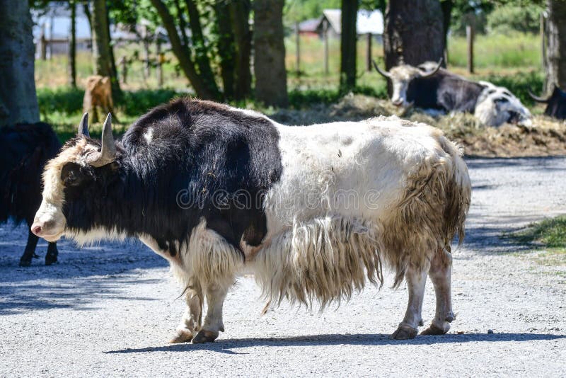 Ολυμπιακό αγρόκτημα παιχνιδιών σε Sequim, WA στοκ φωτογραφία με δικαίωμα ελεύθερης χρήσης