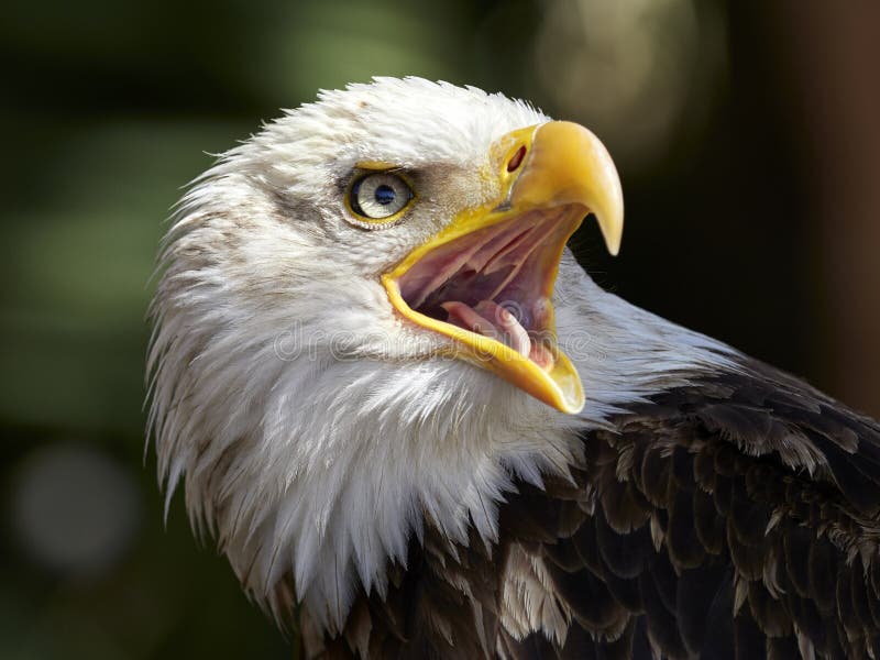 The Bald Eagle & x28;Haliaeetus leucocephalus& x29; portrait. The Bald Eagle & x28;Haliaeetus leucocephalus& x29; portrait