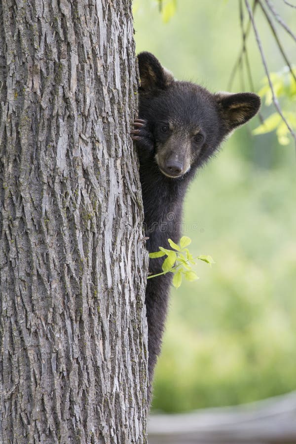 Ο χαριτωμένος Μαύρος αντέχει Cub στοκ εικόνες με δικαίωμα ελεύθερης χρήσης