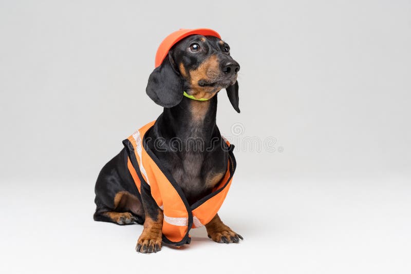 Ο χαριτωμένος οικοδόμος σκυλιών dachshund σε ένα πορτοκαλί κράνος κατασκευής και μια φανέλλα, στο γκρίζο υπόβαθρο, κοιτάζει στην στοκ εικόνες