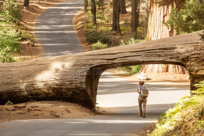 Οδοιπόρος Sequoia στο εθνικό πάρκο σε Καλιφόρνια, ΗΠΑ στοκ φωτογραφία με δικαίωμα ελεύθερης χρήσης