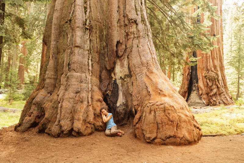 Οδοιπόρος Sequoia στο εθνικό πάρκο σε Καλιφόρνια, ΗΠΑ στοκ εικόνα