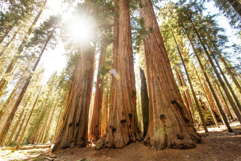 Οδοιπόρος Sequoia στο εθνικό πάρκο σε Καλιφόρνια, ΗΠΑ στοκ φωτογραφία με δικαίωμα ελεύθερης χρήσης