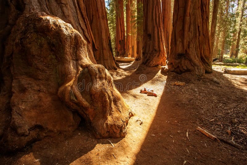 Οδοιπόρος Sequoia στο εθνικό πάρκο σε Καλιφόρνια, ΗΠΑ στοκ φωτογραφίες με δικαίωμα ελεύθερης χρήσης