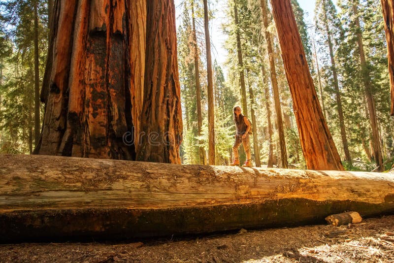 Οδοιπόρος Sequoia στο εθνικό πάρκο σε Καλιφόρνια, ΗΠΑ στοκ φωτογραφίες με δικαίωμα ελεύθερης χρήσης