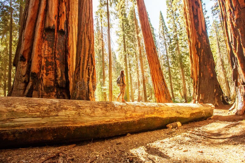 Οδοιπόρος Sequoia στο εθνικό πάρκο σε Καλιφόρνια, ΗΠΑ στοκ φωτογραφίες με δικαίωμα ελεύθερης χρήσης