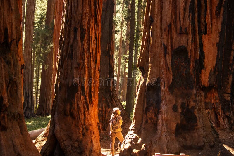 Οδοιπόρος Sequoia στο εθνικό πάρκο σε Καλιφόρνια, ΗΠΑ στοκ εικόνα με δικαίωμα ελεύθερης χρήσης