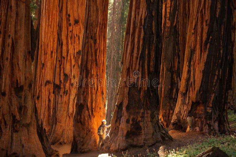 Οδοιπόρος Sequoia στο εθνικό πάρκο σε Καλιφόρνια, ΗΠΑ στοκ εικόνες με δικαίωμα ελεύθερης χρήσης