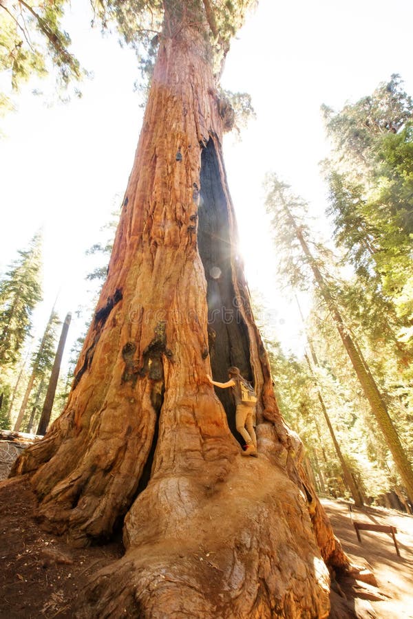Οδοιπόρος Sequoia στο εθνικό πάρκο σε Καλιφόρνια, ΗΠΑ στοκ φωτογραφίες με δικαίωμα ελεύθερης χρήσης