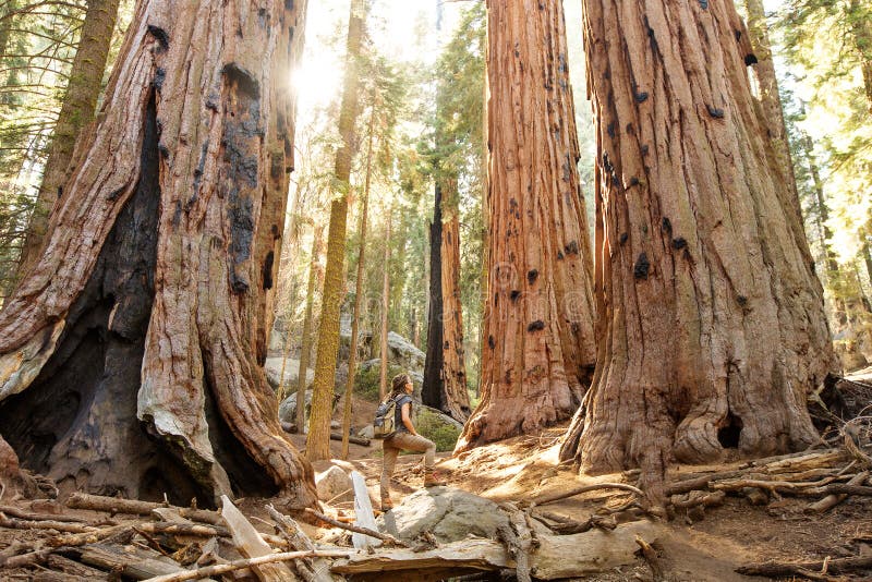 Οδοιπόρος Sequoia στο εθνικό πάρκο σε Καλιφόρνια, ΗΠΑ στοκ φωτογραφία με δικαίωμα ελεύθερης χρήσης