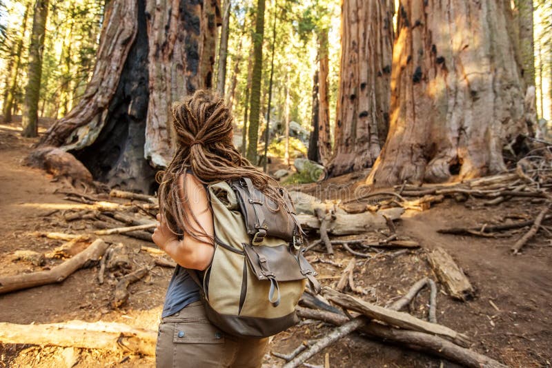 Οδοιπόρος Sequoia στο εθνικό πάρκο σε Καλιφόρνια, ΗΠΑ στοκ εικόνες