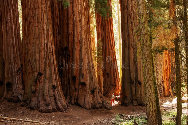 Οδοιπόρος Sequoia στο εθνικό πάρκο σε Καλιφόρνια, ΗΠΑ στοκ φωτογραφία με δικαίωμα ελεύθερης χρήσης