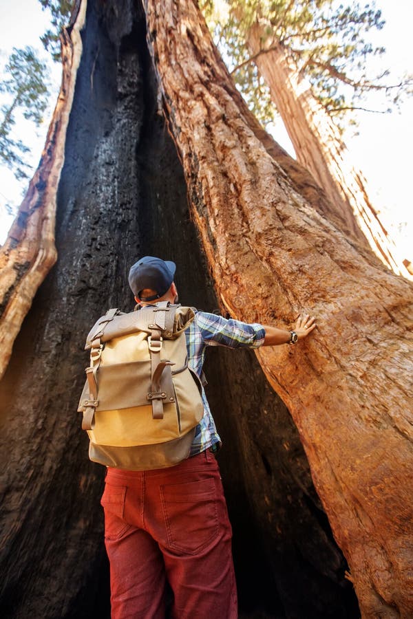 Οδοιπόρος Sequoia στο εθνικό πάρκο σε Καλιφόρνια, ΗΠΑ στοκ φωτογραφία με δικαίωμα ελεύθερης χρήσης