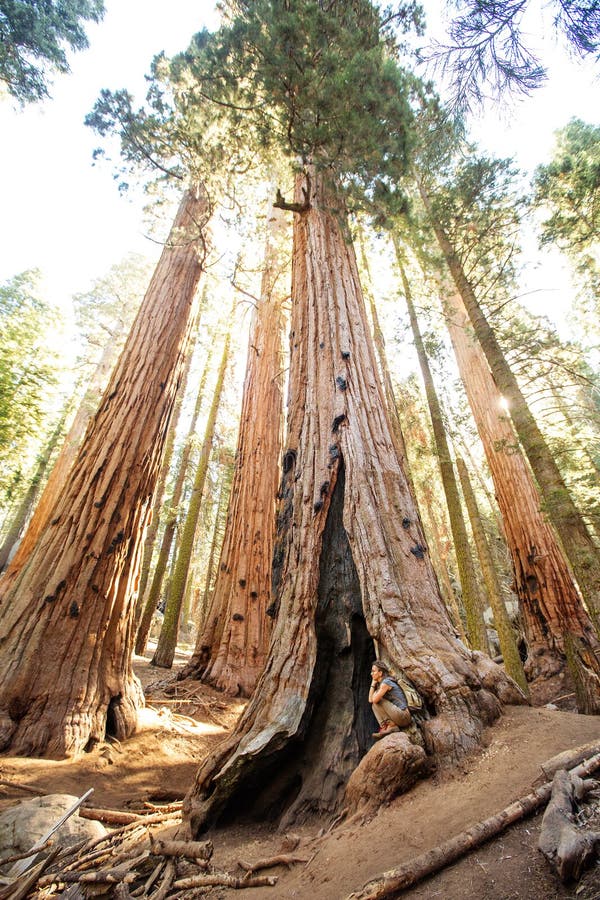 Οδοιπόρος Sequoia στο εθνικό πάρκο σε Καλιφόρνια, ΗΠΑ στοκ εικόνα