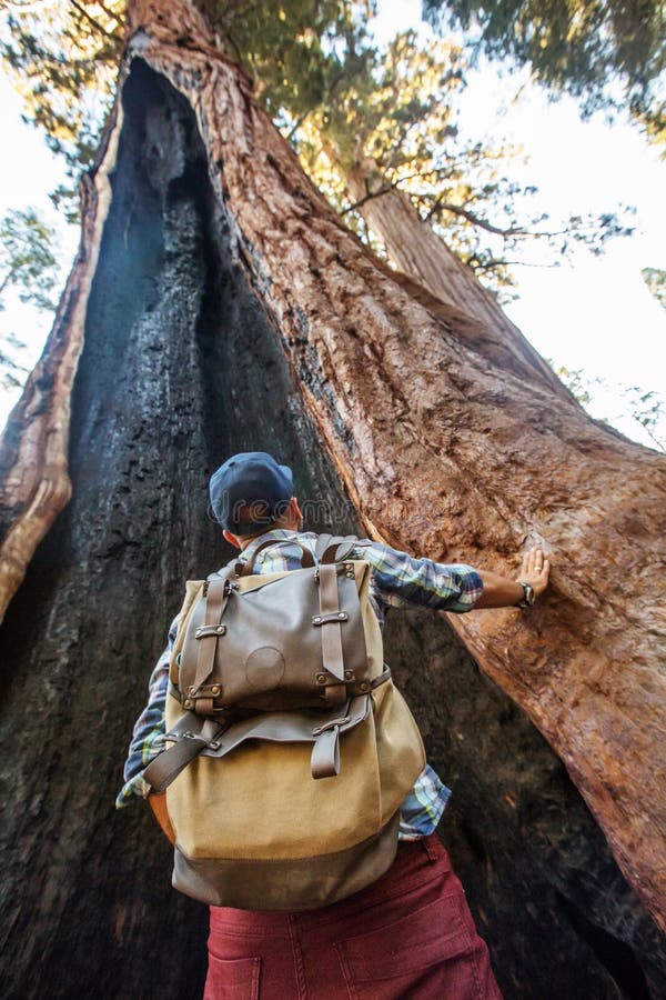 Οδοιπόρος Sequoia στο εθνικό πάρκο σε Καλιφόρνια, ΗΠΑ στοκ φωτογραφίες