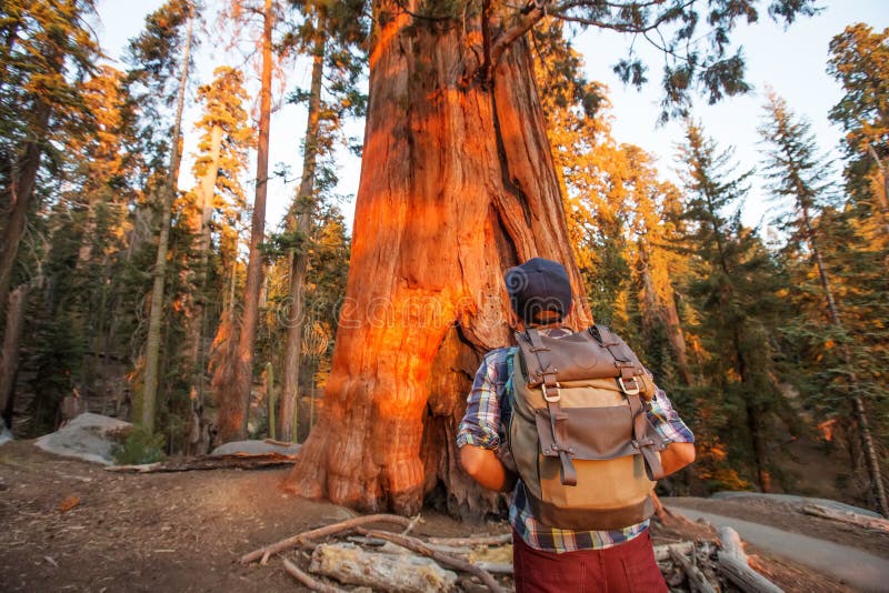 Οδοιπόρος Sequoia στο εθνικό πάρκο σε Καλιφόρνια, ΗΠΑ στοκ φωτογραφία με δικαίωμα ελεύθερης χρήσης