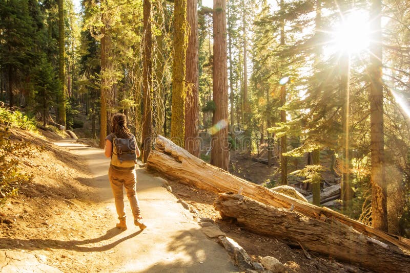 Οδοιπόρος Sequoia στο εθνικό πάρκο σε Καλιφόρνια, ΗΠΑ στοκ εικόνα