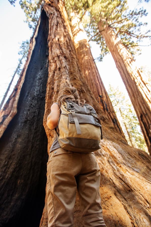 Οδοιπόρος Sequoia στο εθνικό πάρκο σε Καλιφόρνια, ΗΠΑ στοκ φωτογραφία