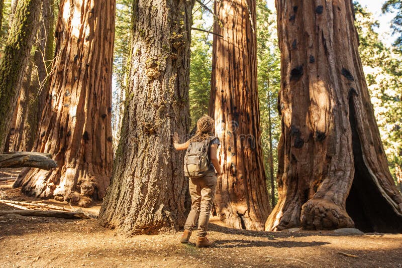 Οδοιπόρος Sequoia στο εθνικό πάρκο σε Καλιφόρνια, ΗΠΑ στοκ εικόνα
