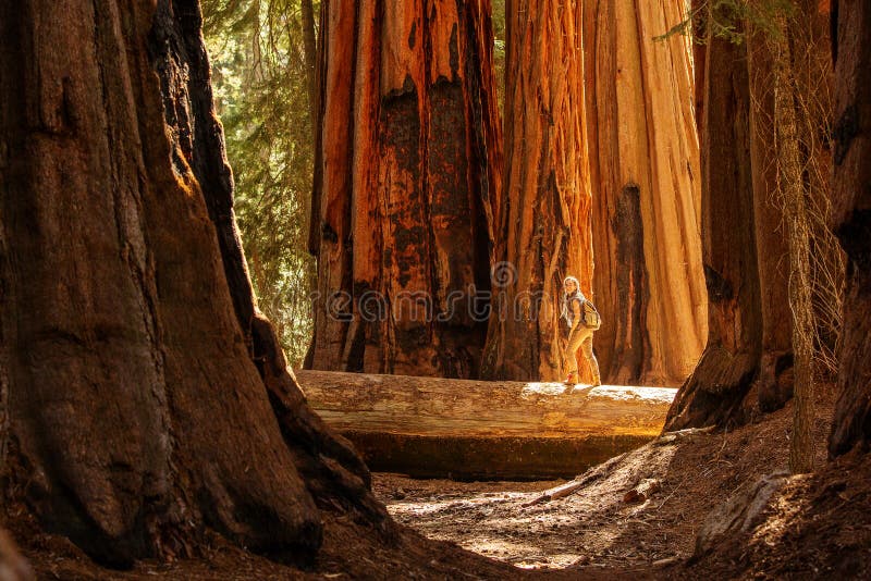 Οδοιπόρος Sequoia στο εθνικό πάρκο σε Καλιφόρνια, ΗΠΑ στοκ φωτογραφία με δικαίωμα ελεύθερης χρήσης