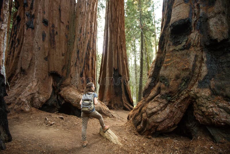 Οδοιπόρος Sequoia στο εθνικό πάρκο σε Καλιφόρνια, ΗΠΑ στοκ φωτογραφία