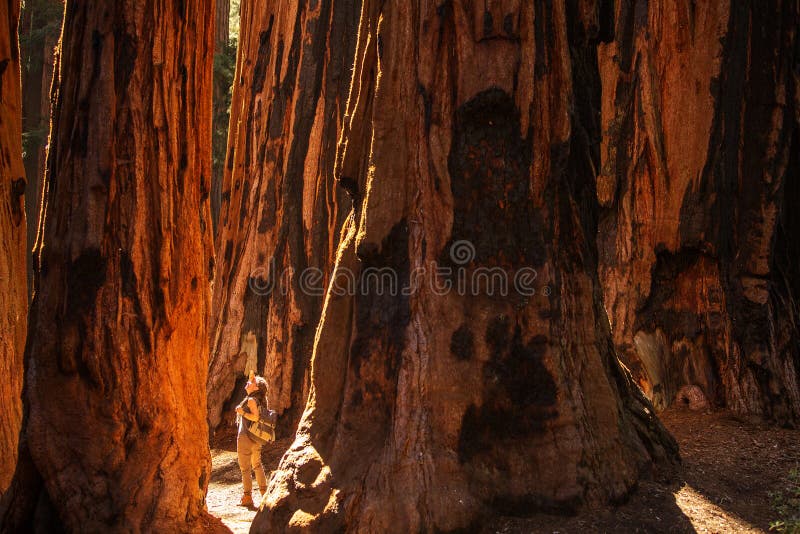 Οδοιπόρος Sequoia στο εθνικό πάρκο σε Καλιφόρνια, ΗΠΑ στοκ εικόνες