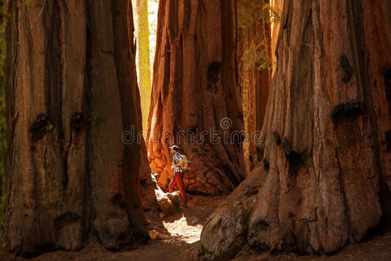 Οδοιπόρος Sequoia στο εθνικό πάρκο σε Καλιφόρνια, ΗΠΑ στοκ φωτογραφίες με δικαίωμα ελεύθερης χρήσης