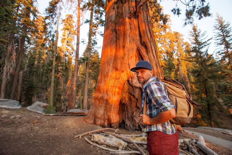 Οδοιπόρος Sequoia στο εθνικό πάρκο σε Καλιφόρνια, ΗΠΑ στοκ εικόνες