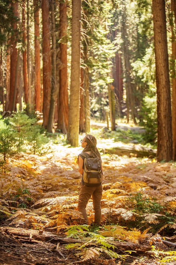 Οδοιπόρος Sequoia στο εθνικό πάρκο σε Καλιφόρνια, ΗΠΑ στοκ φωτογραφίες