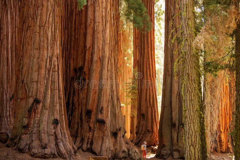Οδοιπόρος Sequoia στο εθνικό πάρκο σε Καλιφόρνια, ΗΠΑ στοκ φωτογραφίες με δικαίωμα ελεύθερης χρήσης