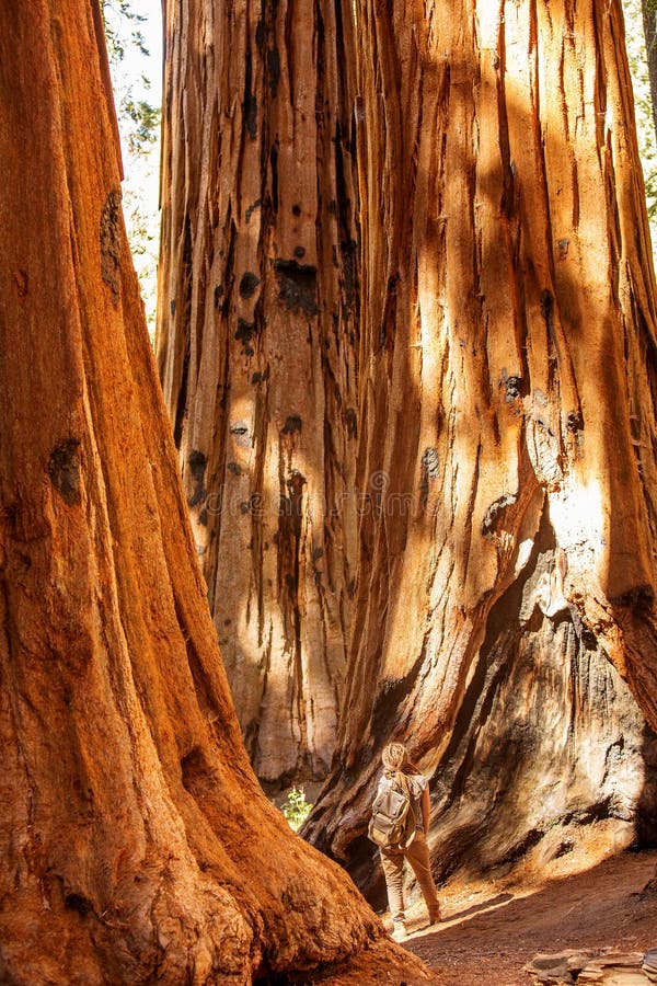 Οδοιπόρος Sequoia στο εθνικό πάρκο σε Καλιφόρνια, ΗΠΑ στοκ φωτογραφίες με δικαίωμα ελεύθερης χρήσης