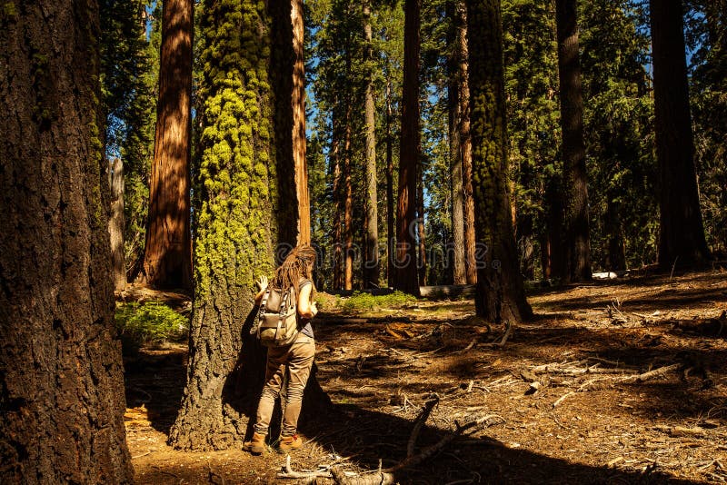 Οδοιπόρος Sequoia στο εθνικό πάρκο σε Καλιφόρνια, ΗΠΑ στοκ φωτογραφία με δικαίωμα ελεύθερης χρήσης