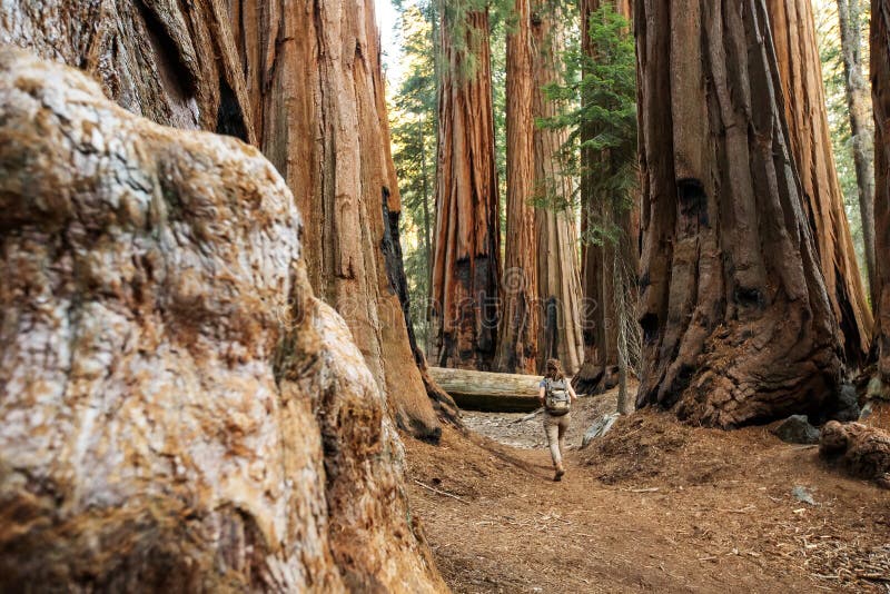 Οδοιπόρος Sequoia στο εθνικό πάρκο σε Καλιφόρνια, ΗΠΑ στοκ φωτογραφίες με δικαίωμα ελεύθερης χρήσης