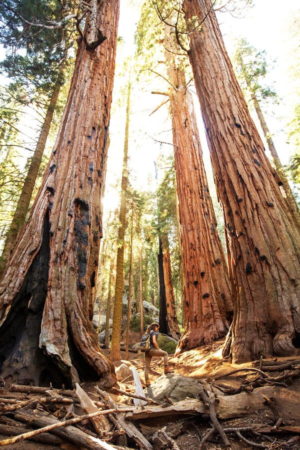 Οδοιπόρος Sequoia στο εθνικό πάρκο σε Καλιφόρνια, ΗΠΑ στοκ φωτογραφία με δικαίωμα ελεύθερης χρήσης