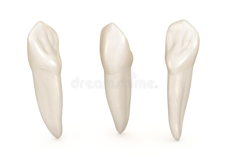 Dental anatomy - maxillary central incisor tooth. Medically accurate dental 3D illustration. Dental anatomy - maxillary central incisor tooth. Medically accurate dental 3D illustration