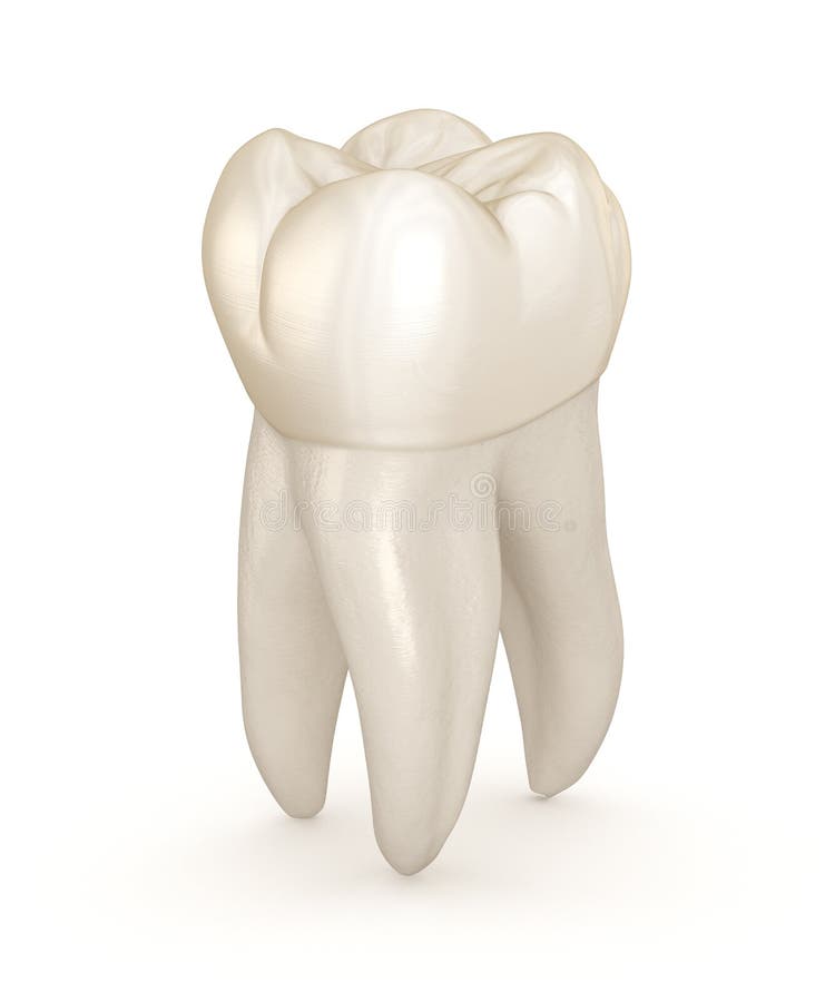 Dental anatomy - First maxillary molar tooth. Medically accurate dental 3D illustration. Dental anatomy - First maxillary molar tooth. Medically accurate dental 3D illustration