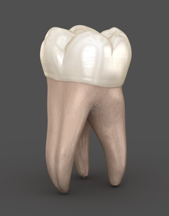 Dental anatomy - First maxillary molar tooth. Medically accurate dental 3D illustration. Dental anatomy - First maxillary molar tooth. Medically accurate dental 3D illustration