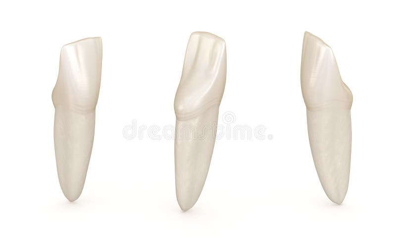 Dental anatomy - mandibular central incisor tooth. Medically accurate dental 3D illustration. Dental anatomy - mandibular central incisor tooth. Medically accurate dental 3D illustration