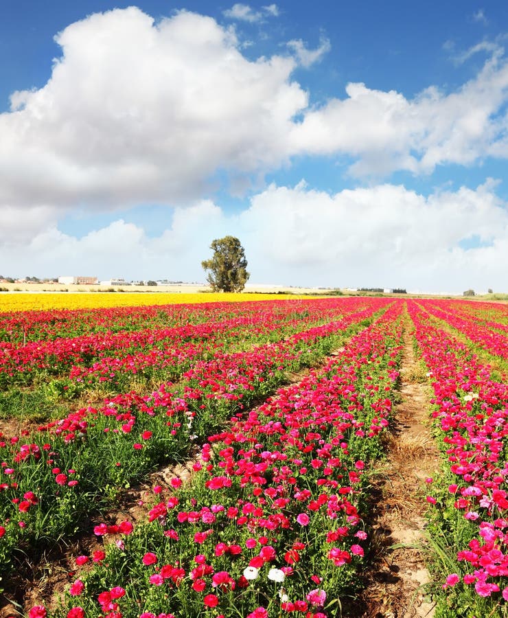 Οι peony νεραγκούλες κήπων αυξάνονται στο νότιο στοκ εικόνες