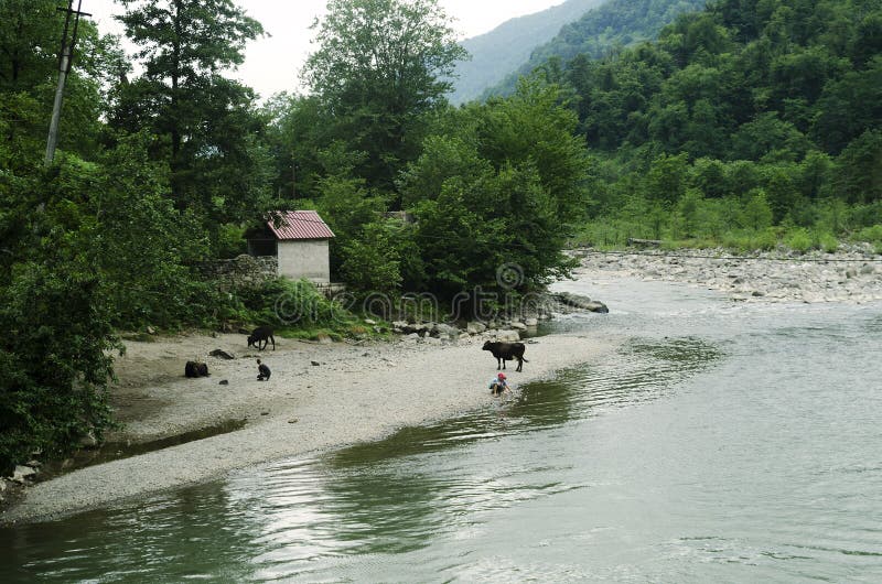Οι αγελάδες με τους ποιμένες βόσκουν στις όχθεις ενός ποταμού βουνών στοκ φωτογραφία Οι αγελάδες με τους ποιμένες βόσκουν στις όχθεις ενός ποταμού βουνών στοκ φωτογραφία