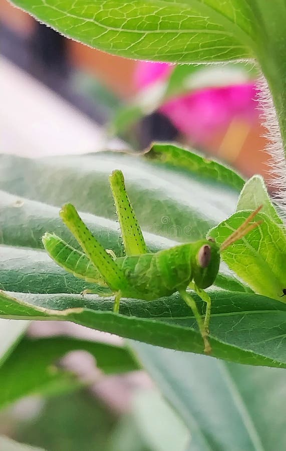 οι αγοραστές ψάχνουν τα λουλούδια και το καμουφλάζ από τους θηρευτές στοκ φωτογραφία με δικαίωμα ελεύθερης χρήσης