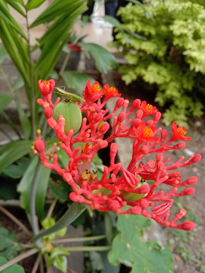 οι ακρίδες προσγειώνονται στα λουλούδια στοκ φωτογραφίες