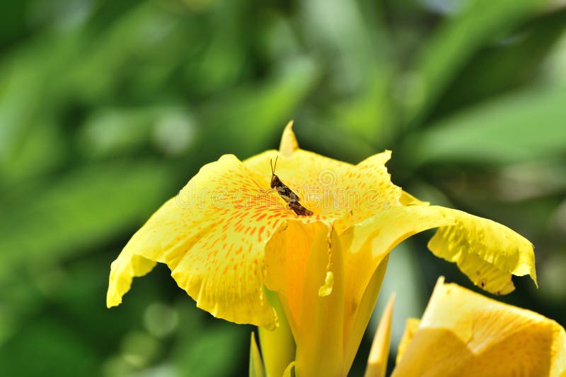 οι ακρίδες τρώνε κίτρινα λουλούδια στοκ φωτογραφίες με δικαίωμα ελεύθερης χρήσης
