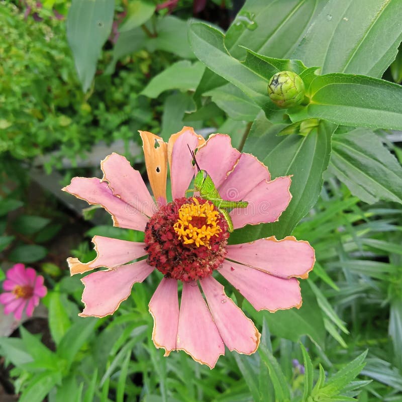 οι ακρίδες τρώνε κόκκινα λουλούδια στοκ φωτογραφία με δικαίωμα ελεύθερης χρήσης