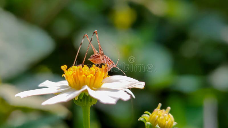 οι ακρίδες τρώνε νέκταρ από λευκά λουλούδια στοκ εικόνες με δικαίωμα ελεύθερης χρήσης