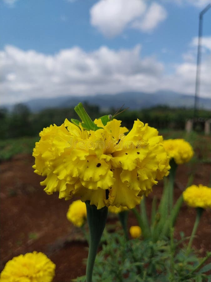 οι ακρίδες ψάχνουν για φαγητό στα κίτρινα λουλούδια στοκ φωτογραφία