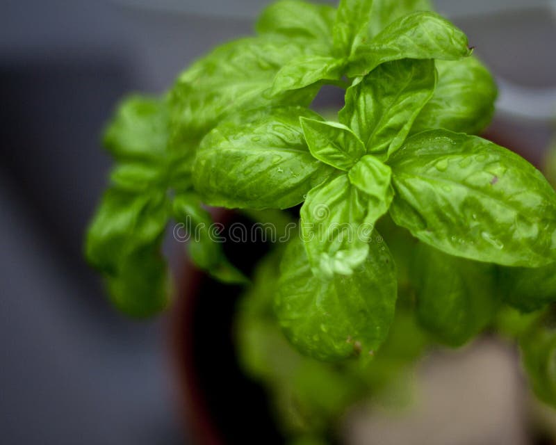 Sweet basil plant with drops of water on it's leaves. Sweet basil plant with drops of water on it's leaves.